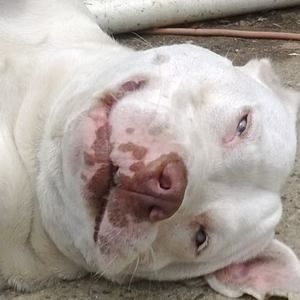 Meet your Posher, Phoenix